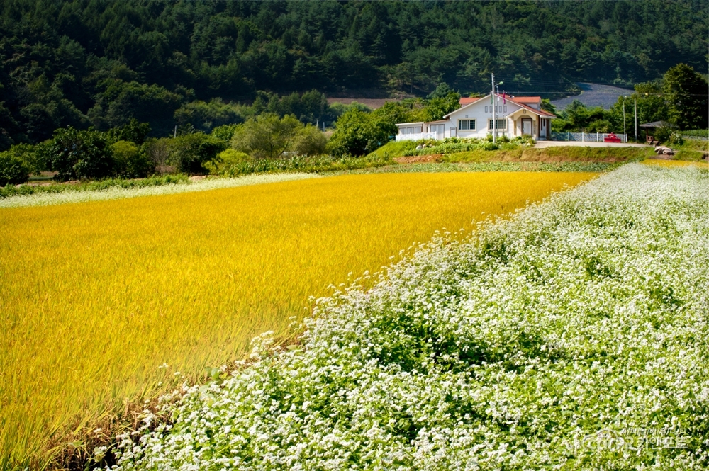 봉평메밀밭 - 전체 - 자동차 중고차 커뮤니티 카앤포토